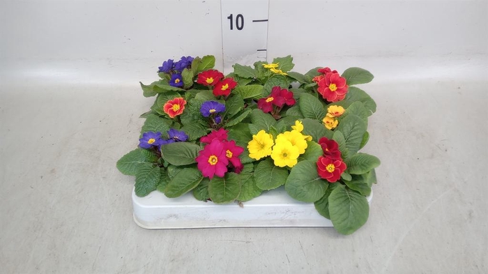 <h4>Primula ac.   ...</h4>