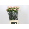 Dianthus St Creola
