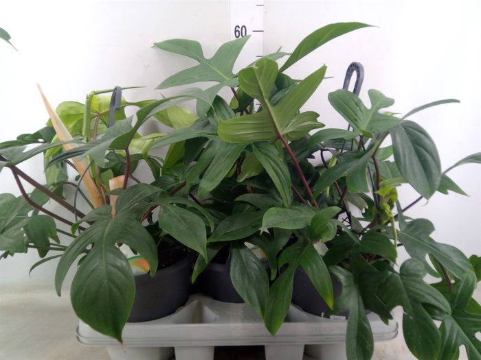 <h4>Philodendron   ...</h4>