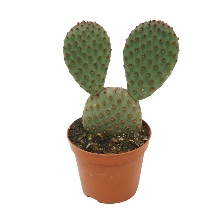 <h4>Opuntia microdasys</h4>