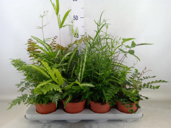 <h4>Ferns   ...mix</h4>