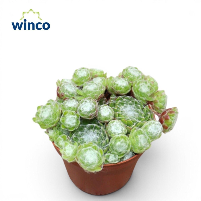 <h4>Sempervivum Arachnoidum</h4>