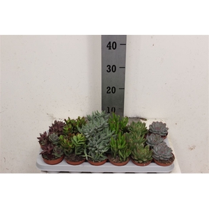 Succulent Gemengd 8cm