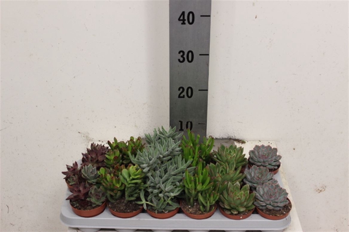 <h4>Succulent Gemengd 8cm</h4>