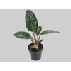PHILODENDRON RED DIAMOND P19