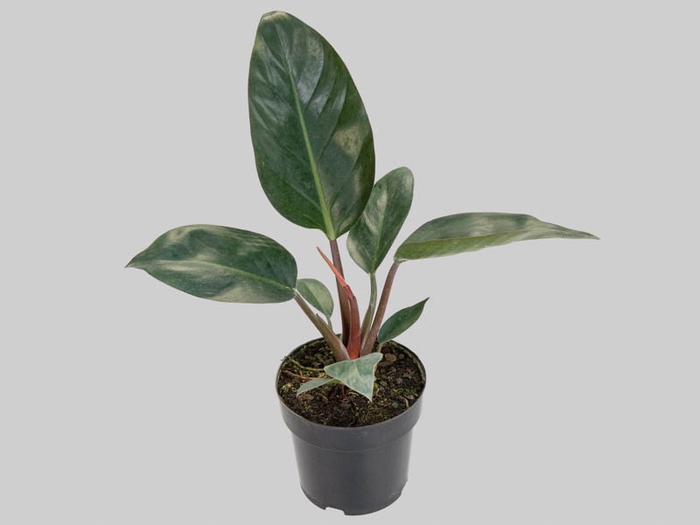 PHILODENDRON RED DIAMOND P19