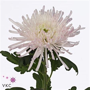 Chr G Veneri Rosa