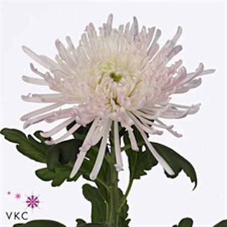 <h4>Chr G Veneri Rosa</h4>