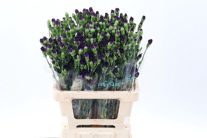 <h4>Di Tr Fl Moonvelvet 60 Cm</h4>