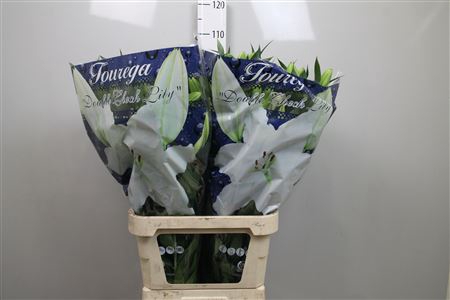 <h4>Li Or Tourega 5+</h4>