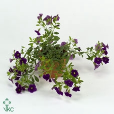 PAEO L GARDENIA