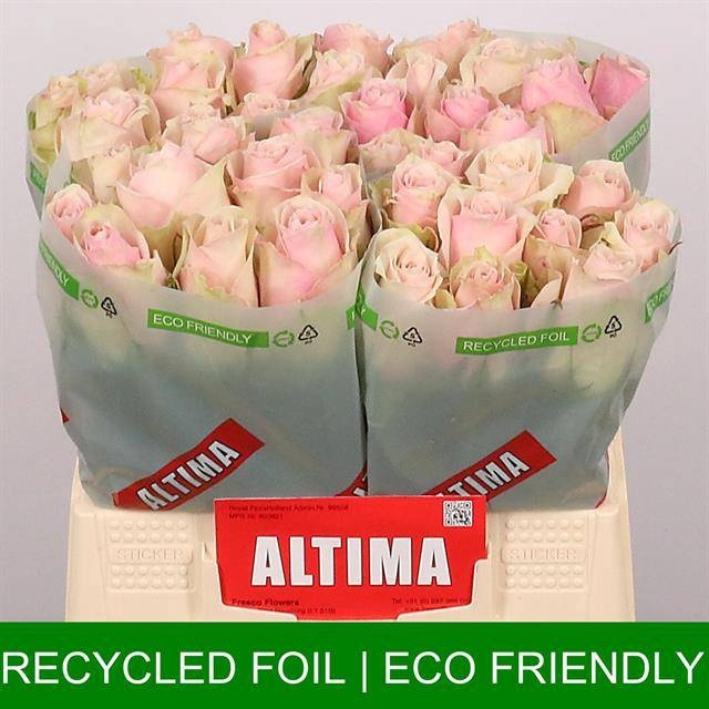 <h4>R GR PINK ATHENA</h4>