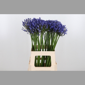 Agapanthus Intermedia