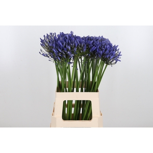 Agapanthus Intermedia