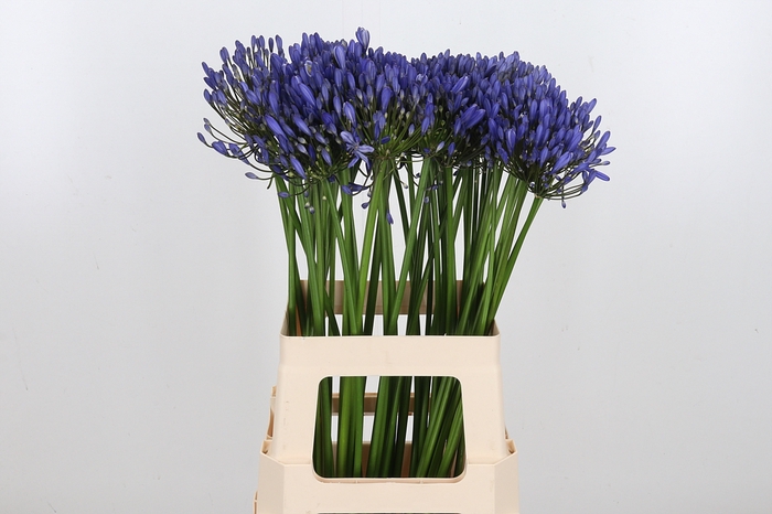 <h4>Agapanthus Intermedia</h4>