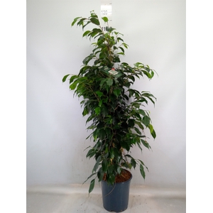 Ficus benja. 'Danielle'