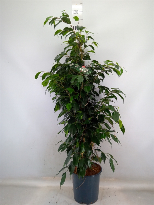 <h4>Ficus benja. 'Danielle'</h4>