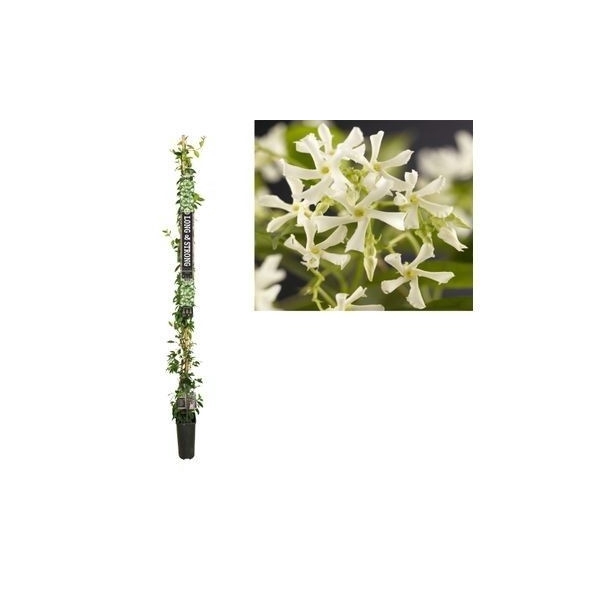 <h4>Trachelospermum jasminoides +Long & strong label</h4>