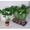 arr8 Monstera Deliciosa
