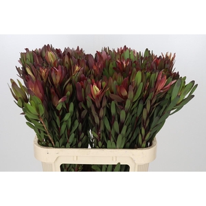 Leucadendron Safari Sunset