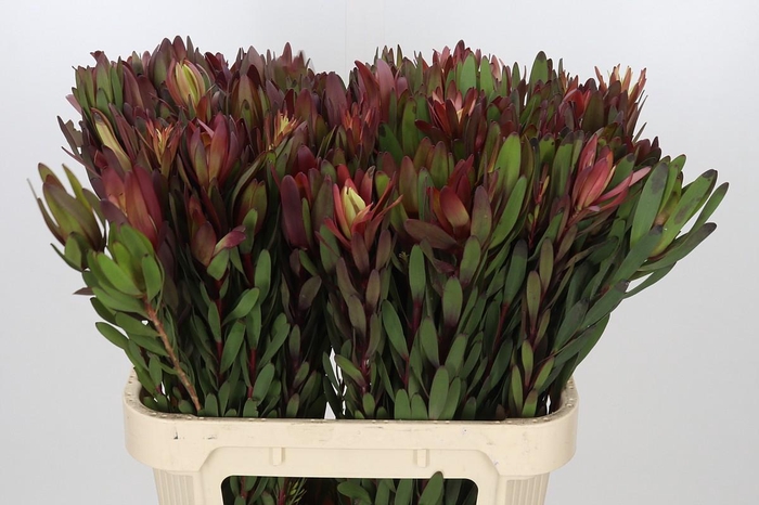 <h4>Leucadendron Safari Sunset</h4>