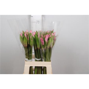 Amarcrinum