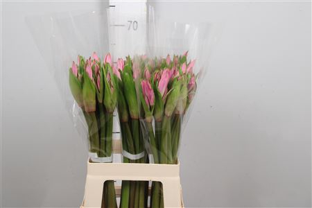 <h4>Amarcrinum</h4>