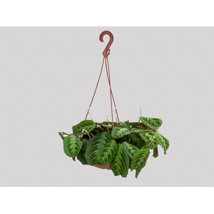 MARANTA LEUCONEURA MASSANGEANA C21