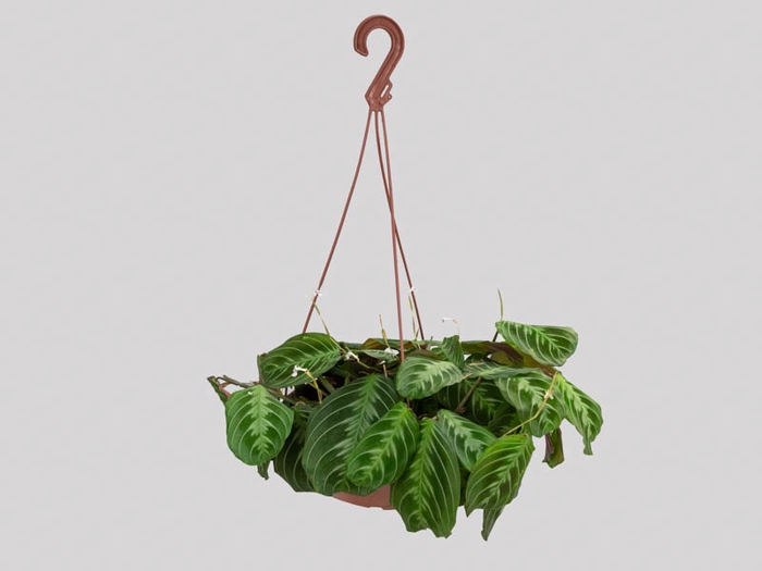 MARANTA LEUCONEURA MASSANGEANA C21
