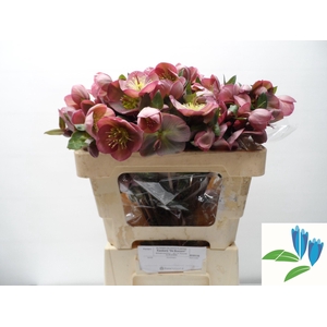 HELL FRK PENNYS PINK