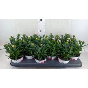 Dianthus  'Oscar Pink And Purple'