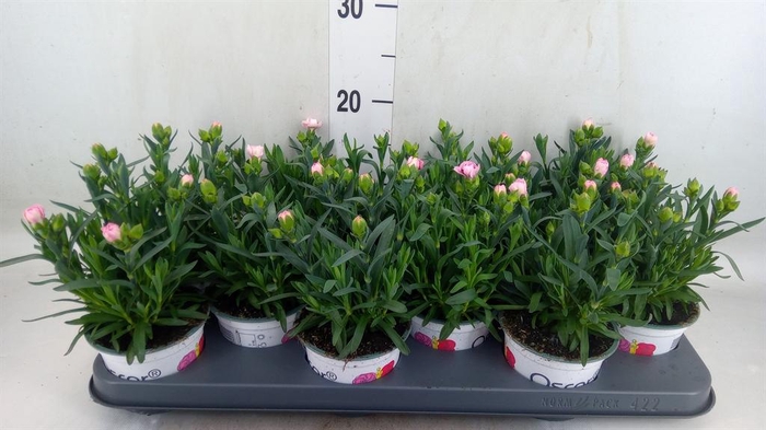 <h4>Dianthus  'Oscar Pink And Purple'</h4>