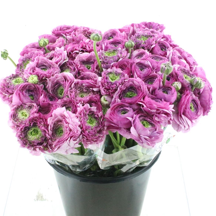 <h4>Ran Ponpon Lilly</h4>