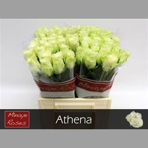 R Gr Athena