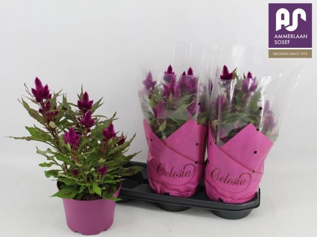 <h4>CEL DEEP PURPLE</h4>