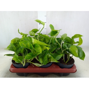 Epipremnum pinn. 'Global Green'