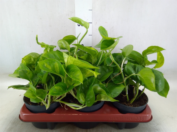 <h4>Epipremnum pinn. 'Global Green'</h4>