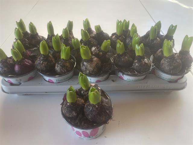 <h4>HYACIN CHINA PINK</h4>