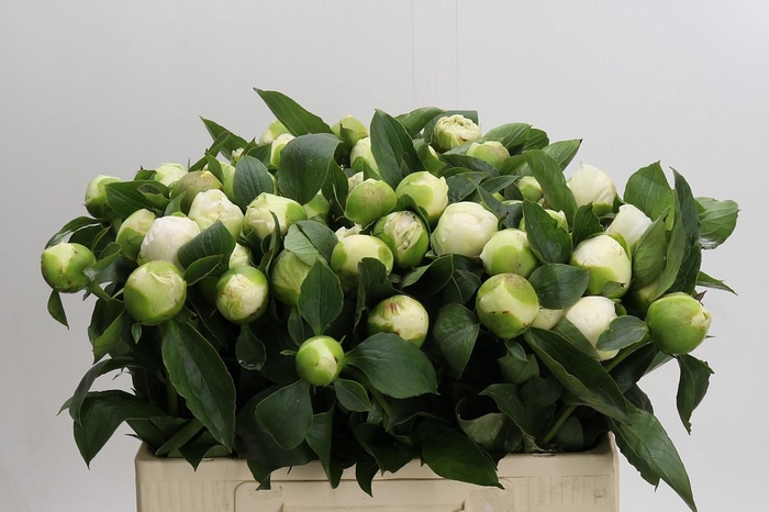 <h4>Paeonia Bridal Gown</h4>