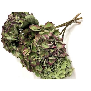 DROOG HYDRANGEA ELBT