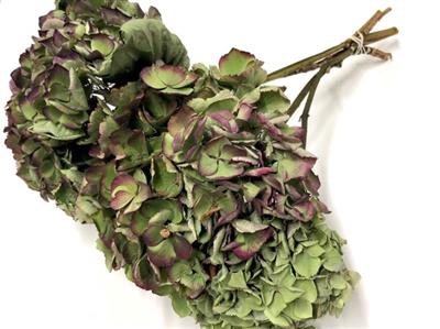 <h4>DROOG HYDRANGEA ELBT</h4>