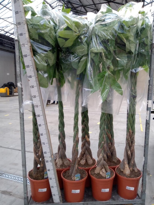 <h4>Pachira aquatica</h4>