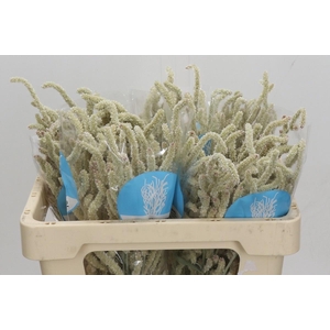 AMAR YEARMING DESERT