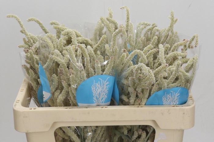 <h4>AMAR YEARMING DESERT</h4>