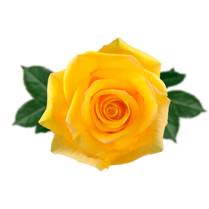 R GR MOMENTUM Naranjo