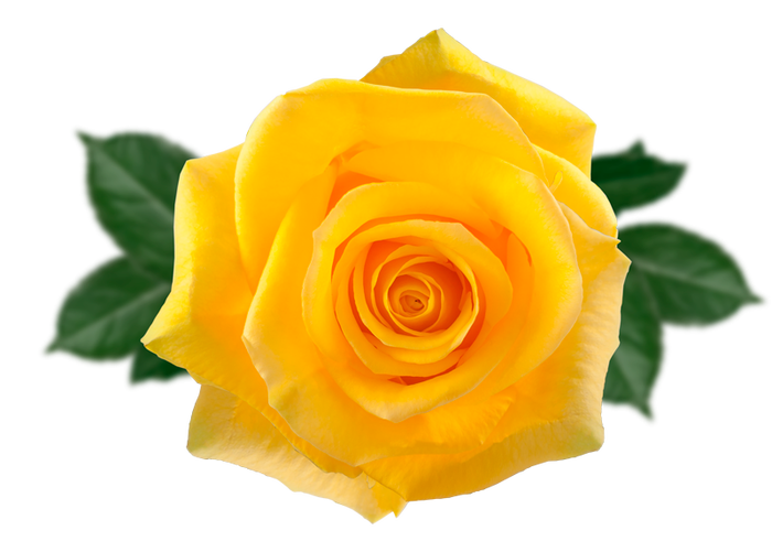 <h4>R GR MOMENTUM Naranjo</h4>