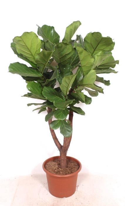 <h4>Ficus lyrata</h4>