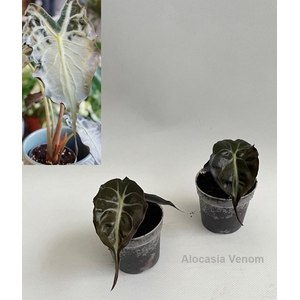 Alocasia Venom 7cm *NEW*