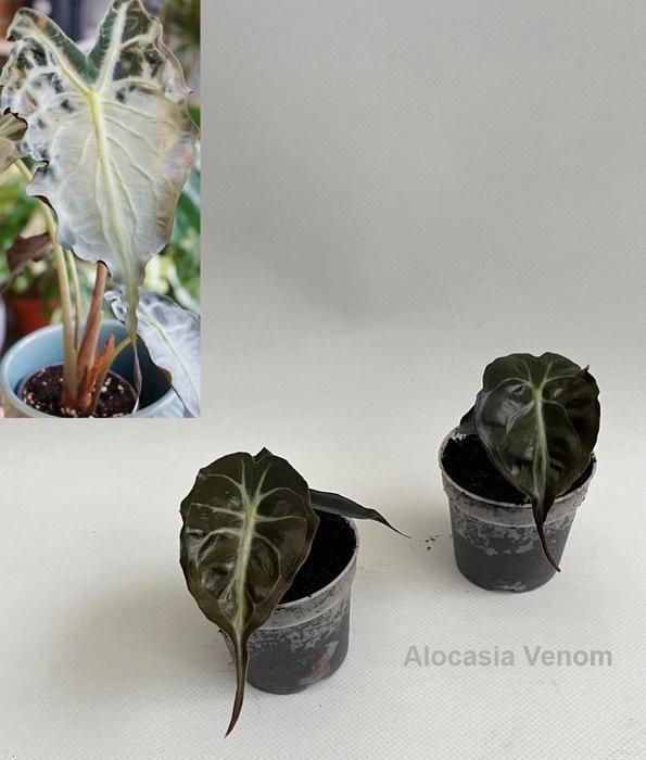 <h4>Alocasia Venom 7cm *NEW*</h4>