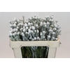 Kaaps Groen Tortum White